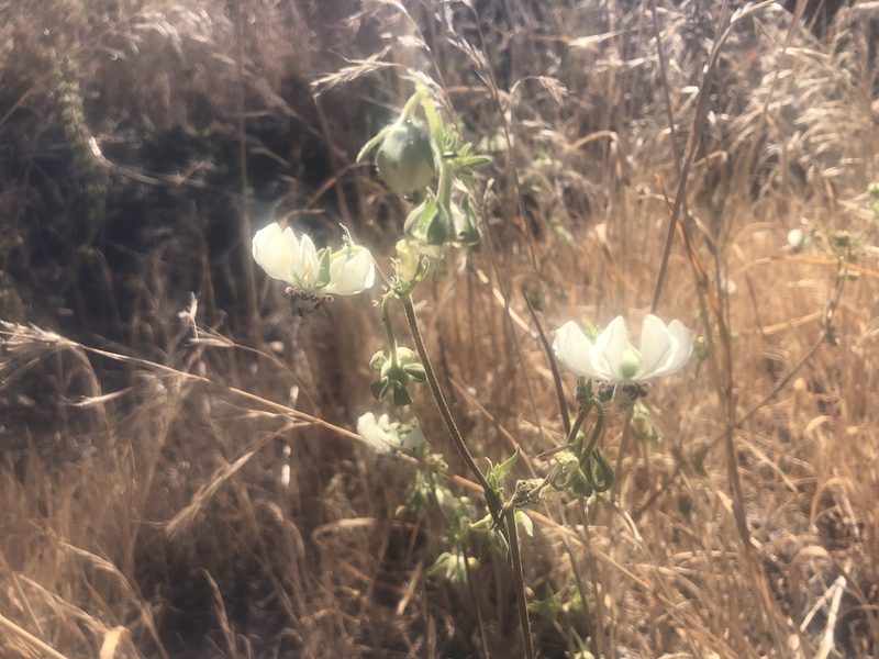 Loasa prostrata, photographed by leolahera
