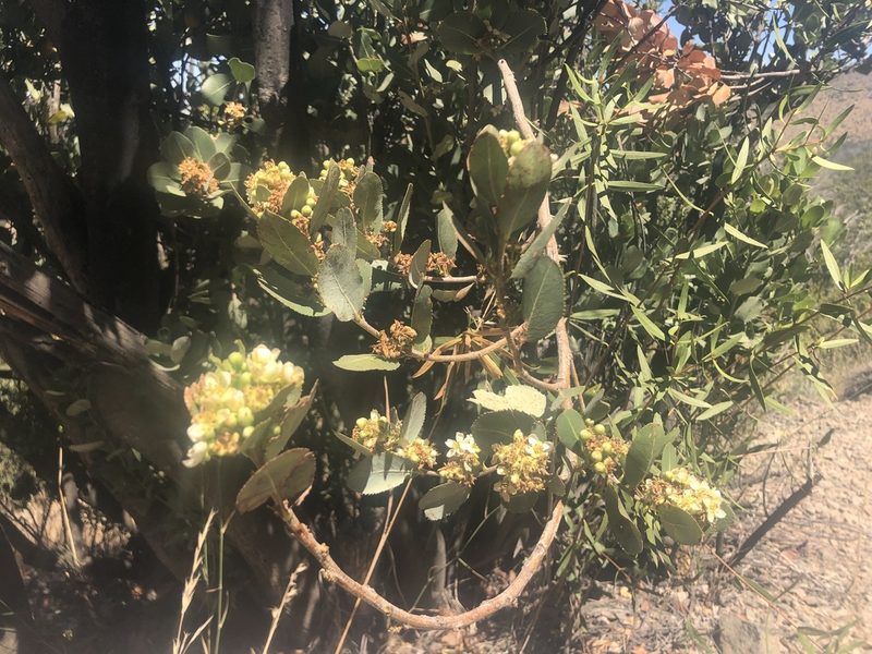 Kageneckia oblonga, photographed by leolahera