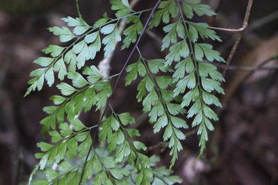 Asplenium austrochinense, photographed by Agnes Trekker