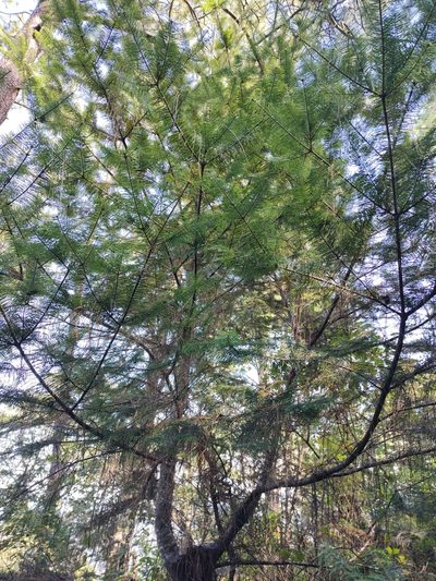 Abies jaliscana, photographed by Abraham Sánchez Romero
