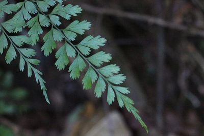 Asplenium austrochinense, photographed by Agnes Trekker