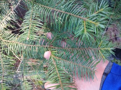 Abies jaliscana, photographed by Abraham Sánchez Romero