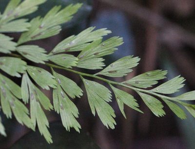 Asplenium austrochinense, photographed by Agnes Trekker