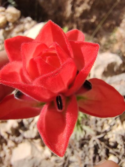 Castilleja nervata, photographed by Abraham Sánchez Romero