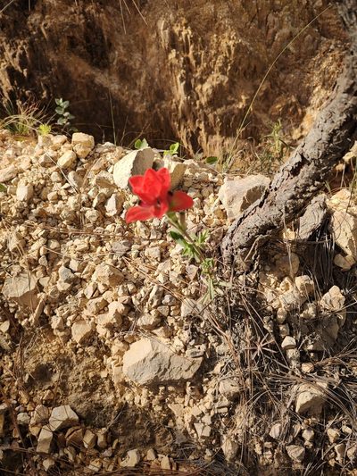 Castilleja nervata, photographed by Abraham Sánchez Romero