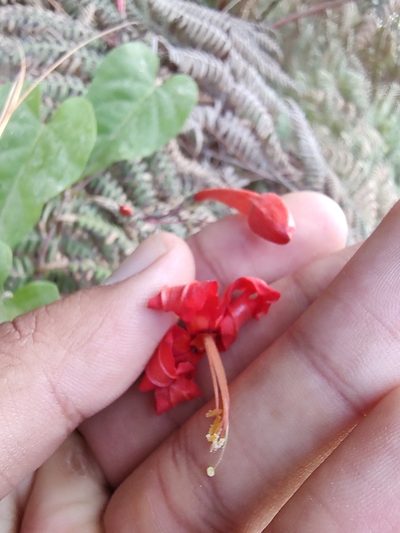 Ipomoea spectata, photographed by Abraham Sánchez Romero