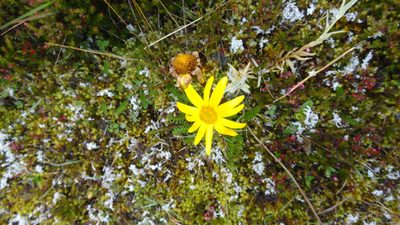 Dorobaea pimpinellifolia, photographed by Ignacio Moreira-Corral