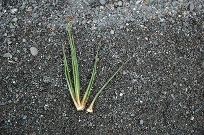 Isoetes occidentalis, photographed by Timothy McNitt