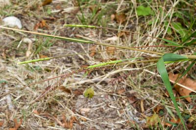 Tripsacum dactyloides, photographed by Tom Field