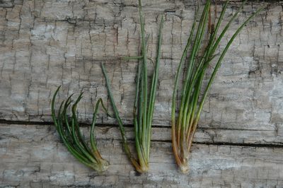 Isoetes occidentalis, photographed by Timothy McNitt