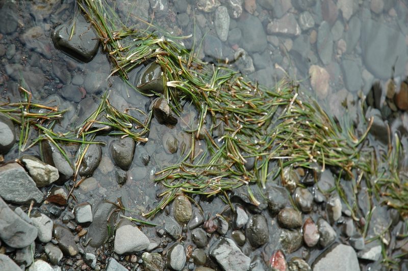 Isoetes occidentalis, photographed by Timothy McNitt
