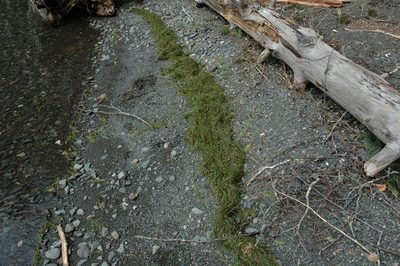 Isoetes occidentalis, photographed by Timothy McNitt
