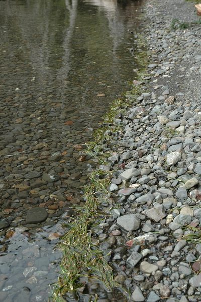 Isoetes occidentalis, photographed by Timothy McNitt