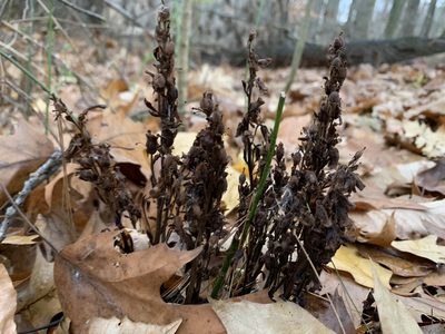 Hypopitys monotropa, photographed by Elizabeth Axley