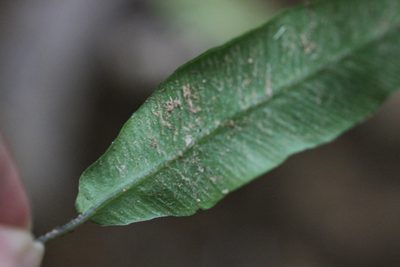Elaphoglossum yoshinagae, photographed by Agnes Trekker