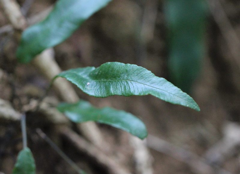 Elaphoglossum yoshinagae, photographed by Agnes Trekker