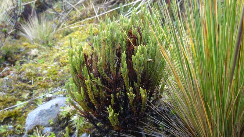Hypericum lancioides, photographed by Ignacio Moreira-Corral
