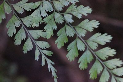 Asplenium austrochinense, photographed by Agnes Trekker