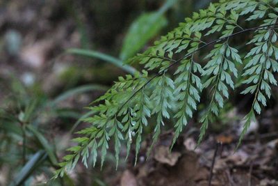 Asplenium austrochinense, photographed by Agnes Trekker