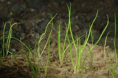 Isoetes bolanderi, photographed by Timothy McNitt