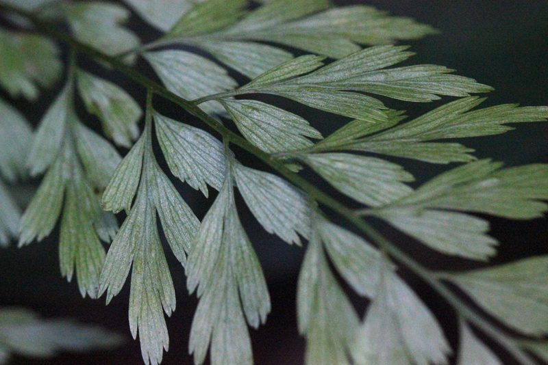 Asplenium austrochinense, photographed by Agnes Trekker