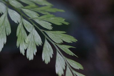 Asplenium austrochinense, photographed by Agnes Trekker
