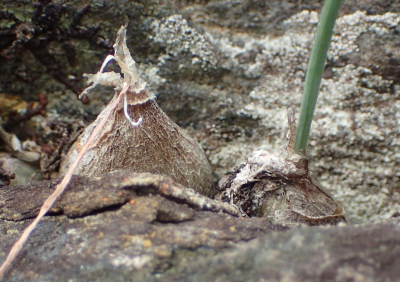 Litanthus pusillus, photographed by Nicola van Berkel