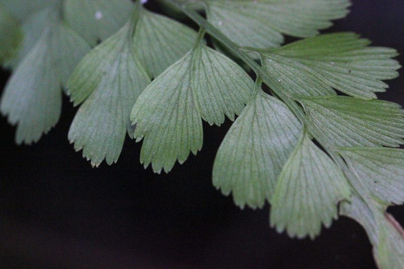 Asplenium pseudolaserpitiifolium, photographed by Agnes Trekker
