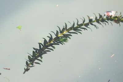 Hydrilla verticillata, photographed by Tom Field