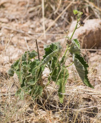 Abutilon parishii, photographed by Daniel McNair
