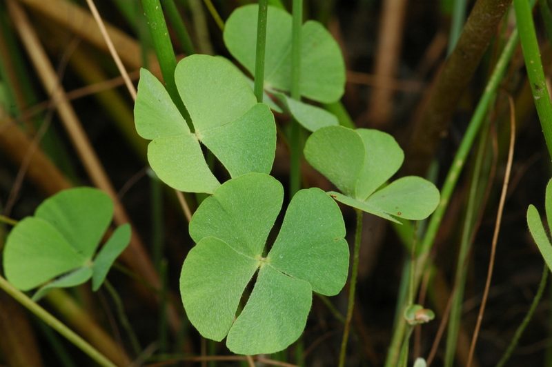 Marsilea oligospora, photographed by Timothy McNitt