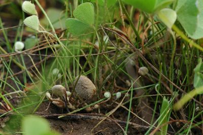 Marsilea oligospora, photographed by Timothy McNitt