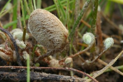 Marsilea oligospora, photographed by Timothy McNitt