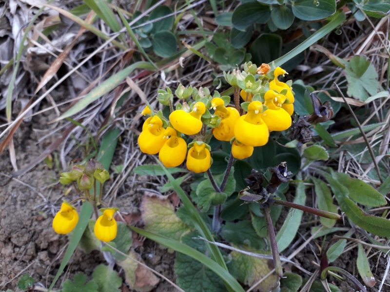 Calceolaria corymbosa, photographed by Alexey Novoselov