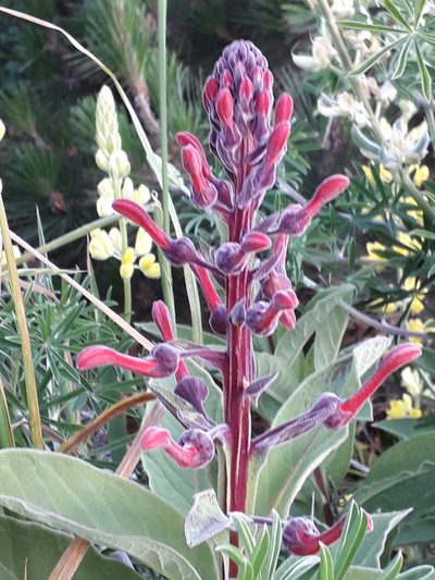 Lobelia tupa, photographed by Alexey Novoselov