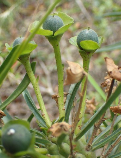 Euphorbia clava, photographed by Nicola van Berkel