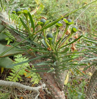 Euphorbia clava, photographed by Nicola van Berkel