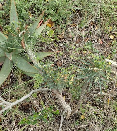 Euphorbia clava, photographed by Nicola van Berkel