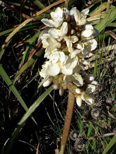 Libertia chilensis, photographed by Alexey Novoselov