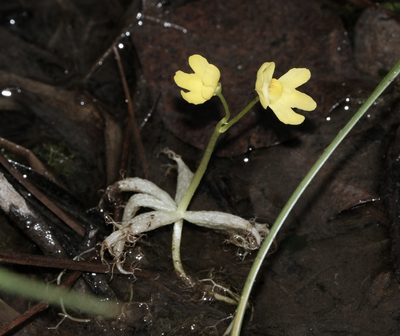 Utricularia radiata, photographed by Brady Reed