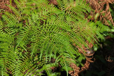 Pteridium caudatum, photographed by Robert Webster