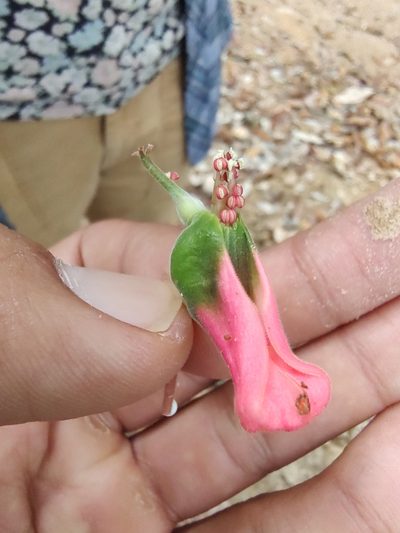 Euphorbia peritropoides, photographed by Abraham Sánchez Romero