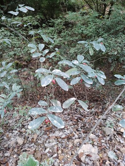 Euphorbia peritropoides, photographed by Abraham Sánchez Romero