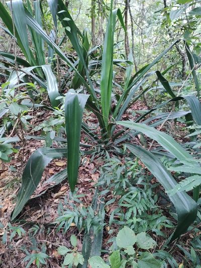 Furcraea guerrerensis, photographed by Abraham Sánchez Romero