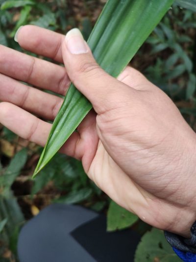 Furcraea guerrerensis, photographed by Abraham Sánchez Romero