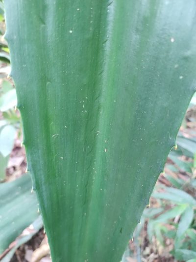 Furcraea guerrerensis, photographed by Abraham Sánchez Romero