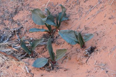Rumex hymenosepalus, photographed by Mike Ostrowski