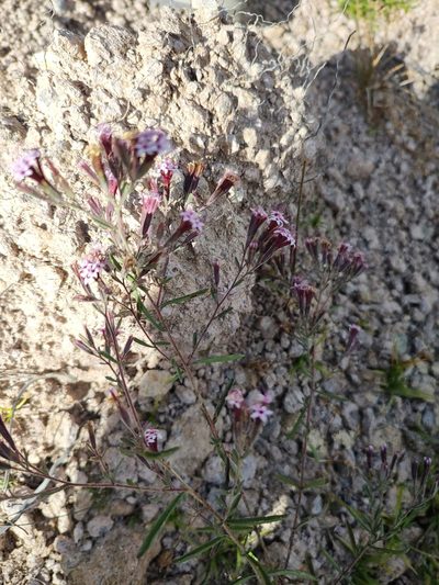 Stevia viscida, photographed by Abraham Sánchez Romero