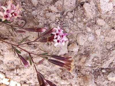 Stevia viscida, photographed by Abraham Sánchez Romero