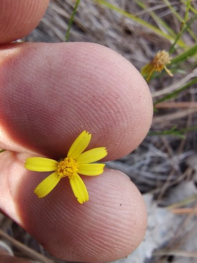 Oxypappus scaber, photographed by Abraham Sánchez Romero